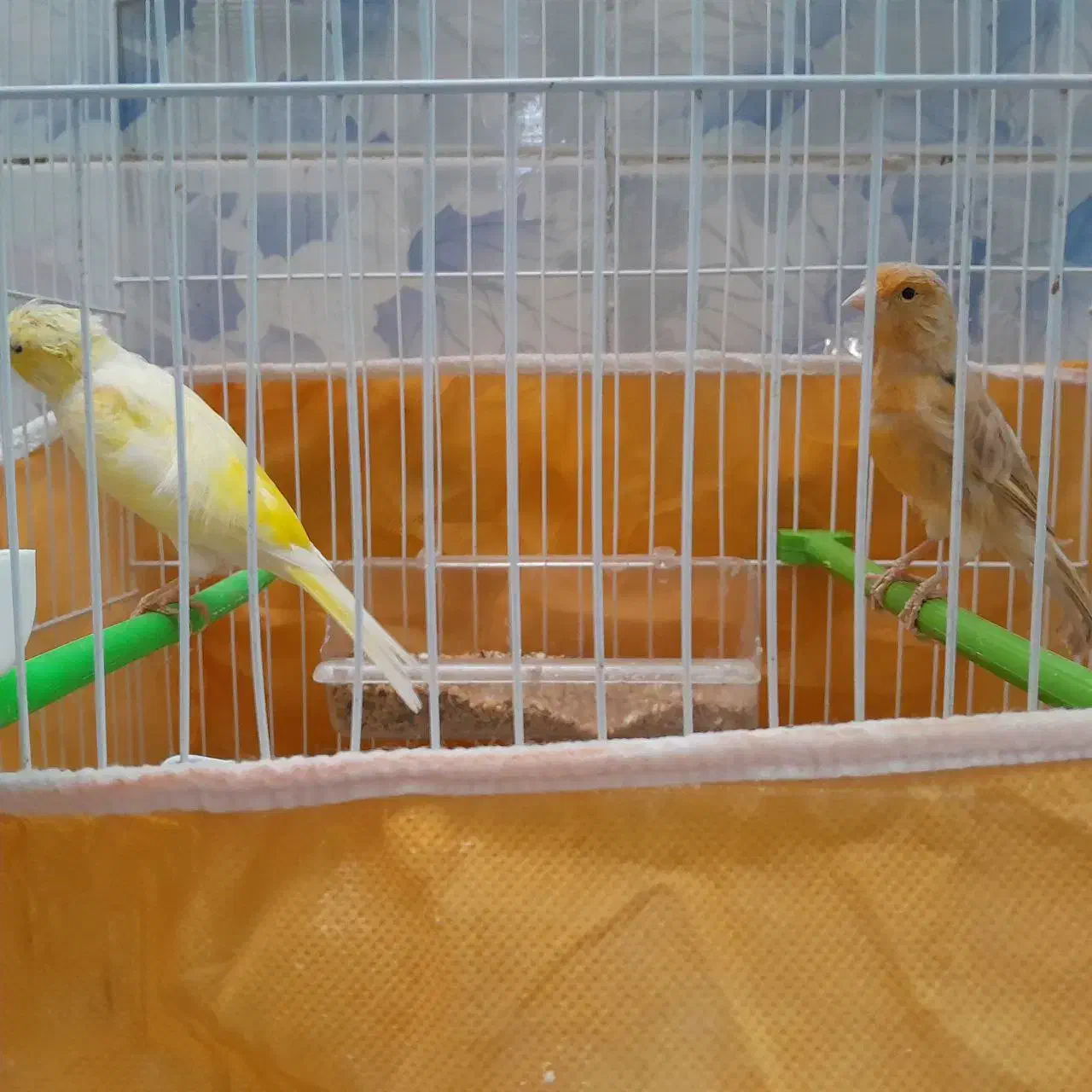 جفت قناری|پرنده|خواف, |دیوار