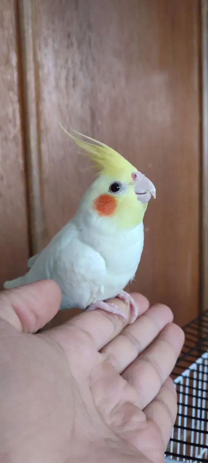 عروس هلندی لوتینو دستی|پرنده|خواف, |دیوار