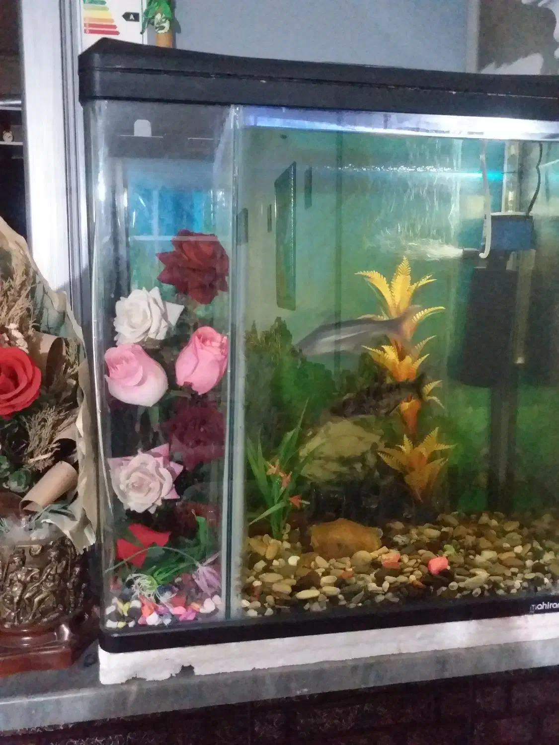 آکواریوم حلالی|ماهی|نسیمشهر, |دیوار