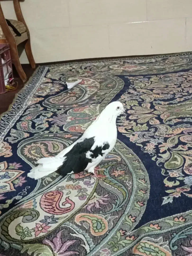 کفتر|پرنده|بم, |دیوار