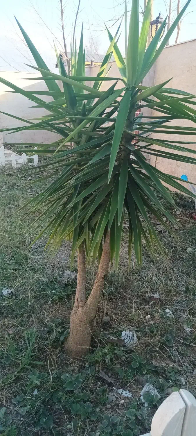 یوکا|گل و گیاه طبیعی|سنگر, |دیوار