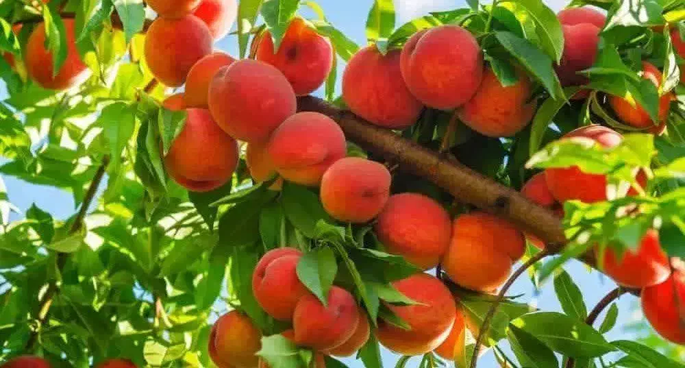 نهال و نهالستان شناسه دار گیلاسی|خدمات باغبانی و درختکاری|چناران, |دیوار