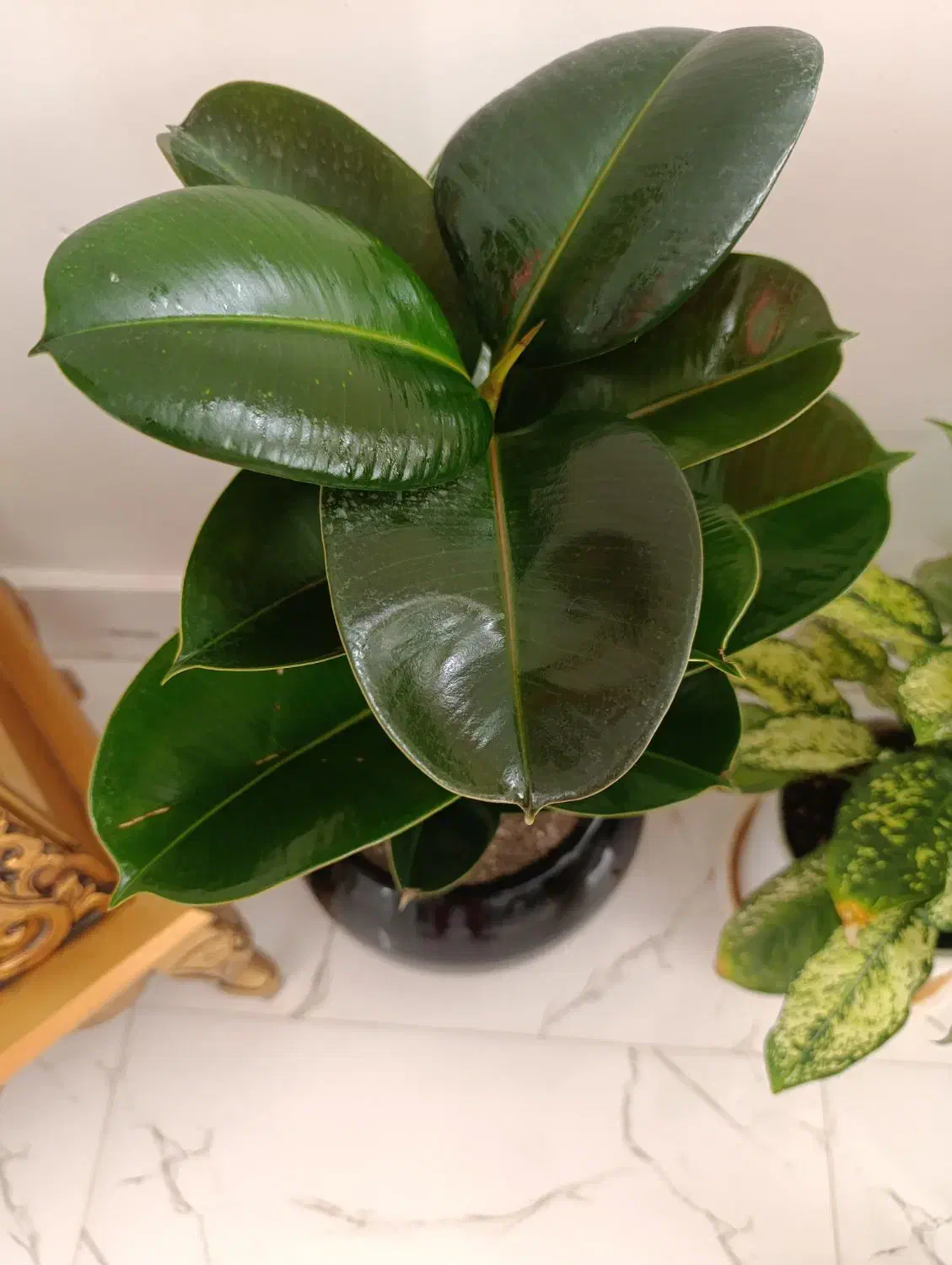 گل فیکوس شاداب ۶۰۰|گل و گیاه طبیعی|گلبهار, شهر جدید گلبهار|دیوار