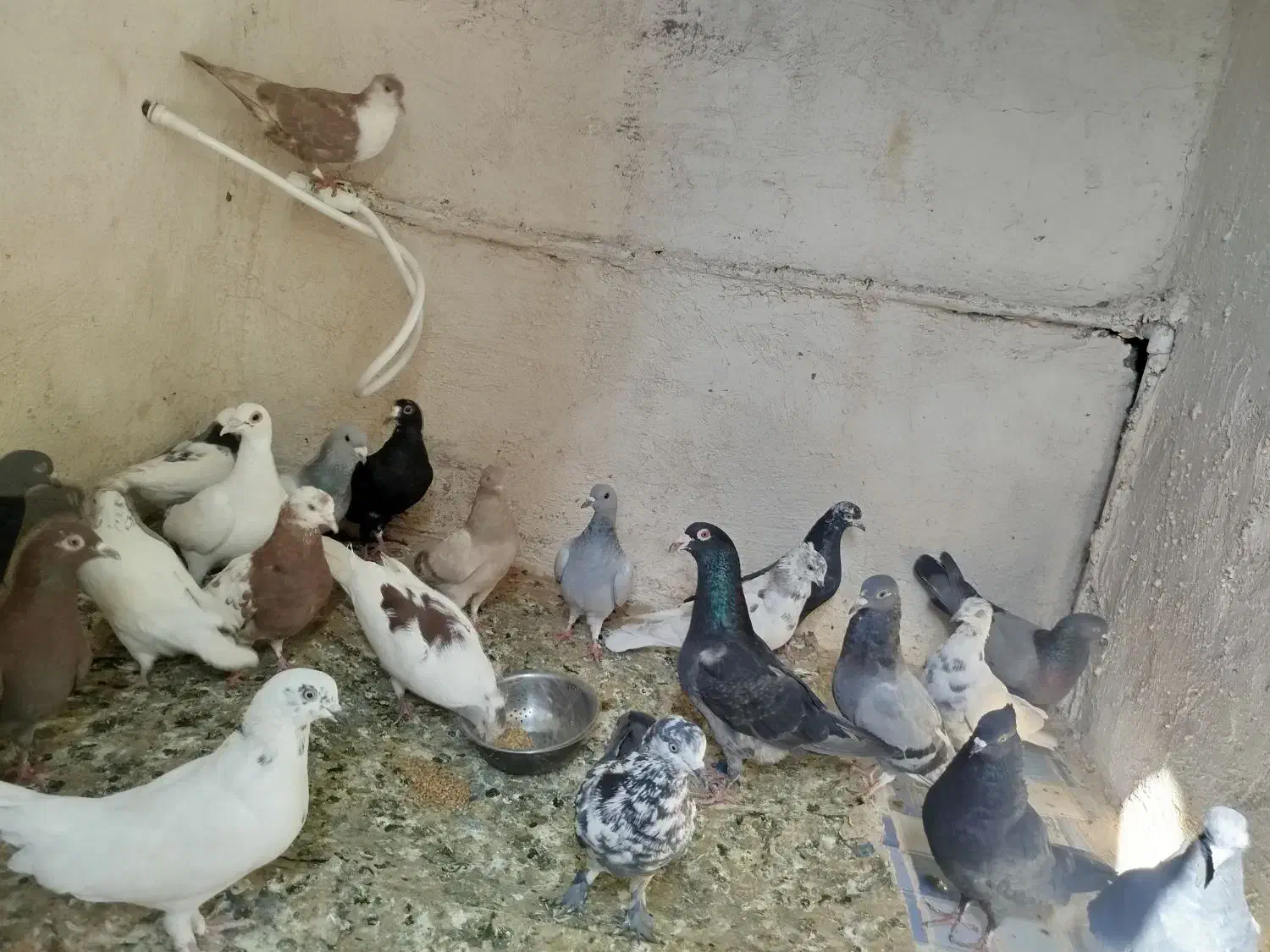 کفتر .کبوتر 24عدد|پرنده|ریگان, |دیوار