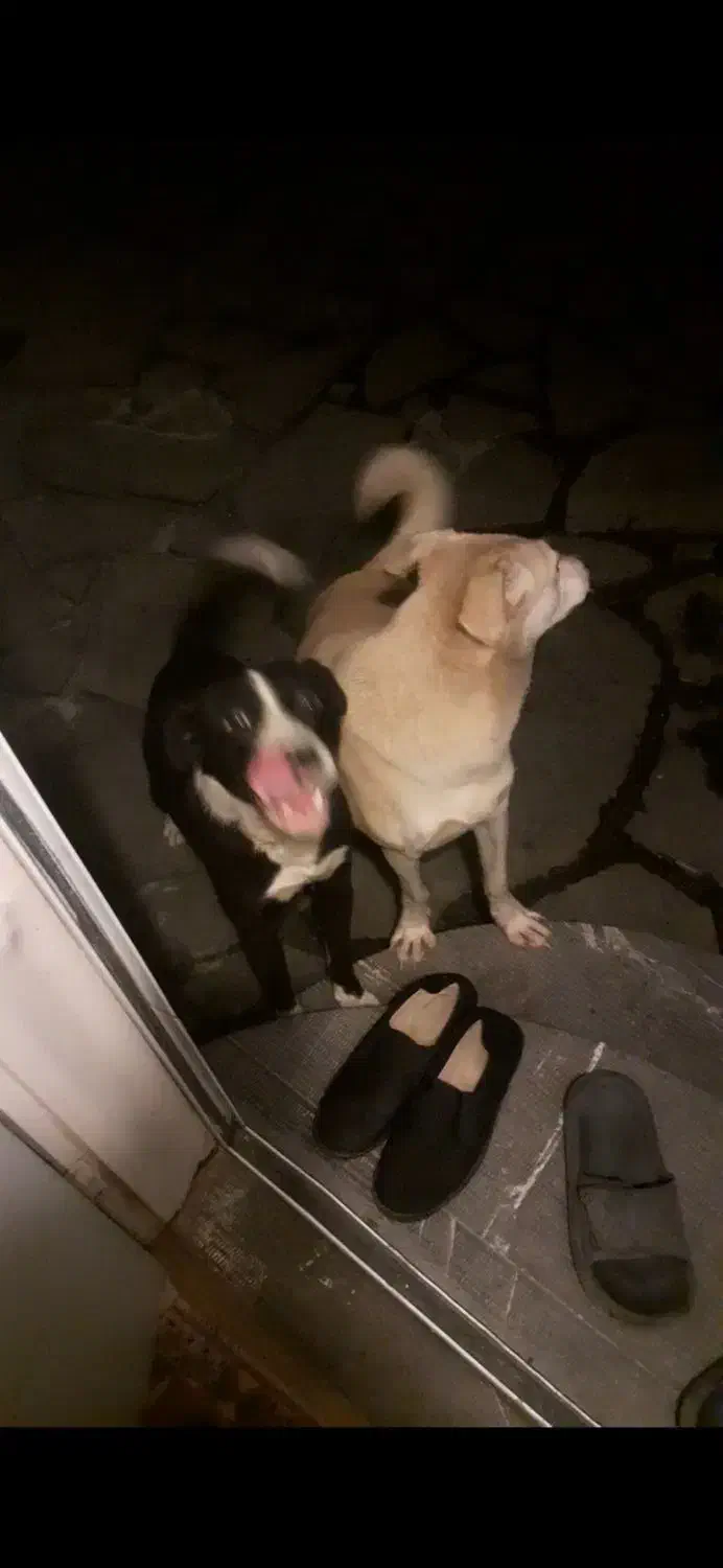 سگ نگهبان ماده|سگ|نوشهر, |دیوار