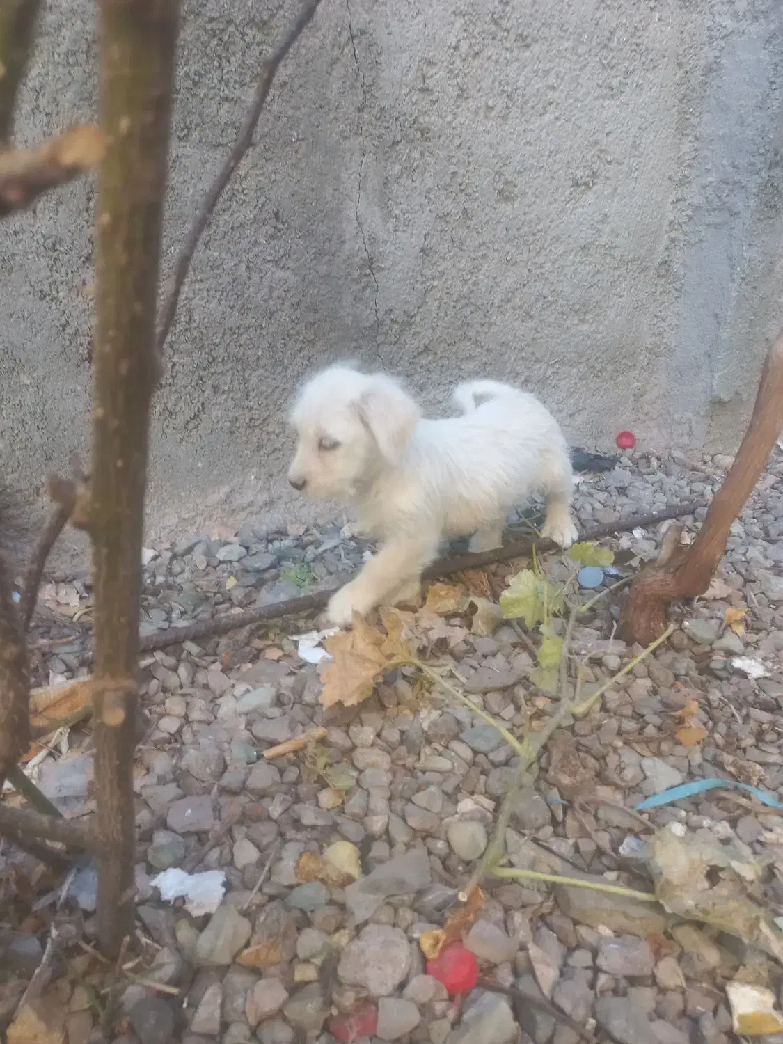 سگ پشمالو و گوش تیز|سگ|تربتحیدریه, بوستان باغ ملی|دیوار