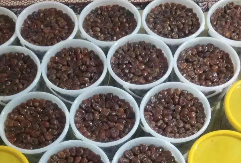 خرما برحی آبادان درجه یک|خوردنی و آشامیدنی|بندر ماهشهر, |دیوار