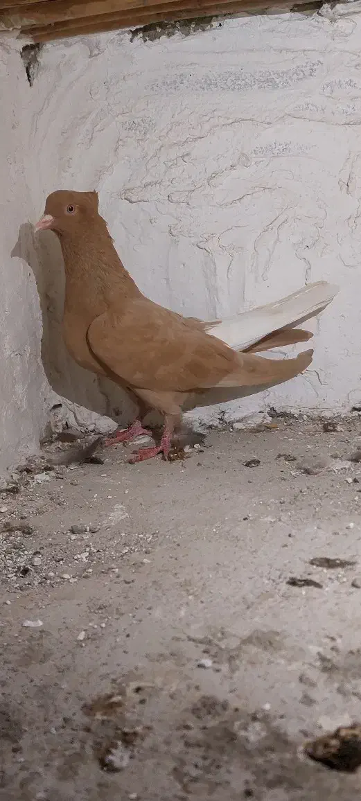 کبوتر رنگی|پرنده|گنبد کاووس, |دیوار