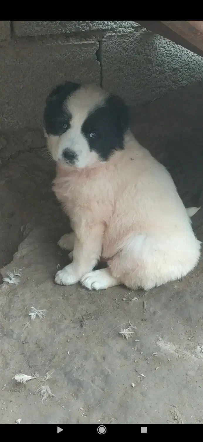 آلابای گارد نگهبان|حیوانات|بابل, |دیوار