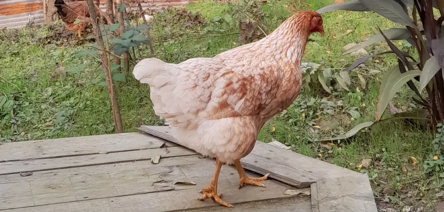 غاز محلی و خروس|حیوانات مزرعه|لاهیجان, آهندان|دیوار