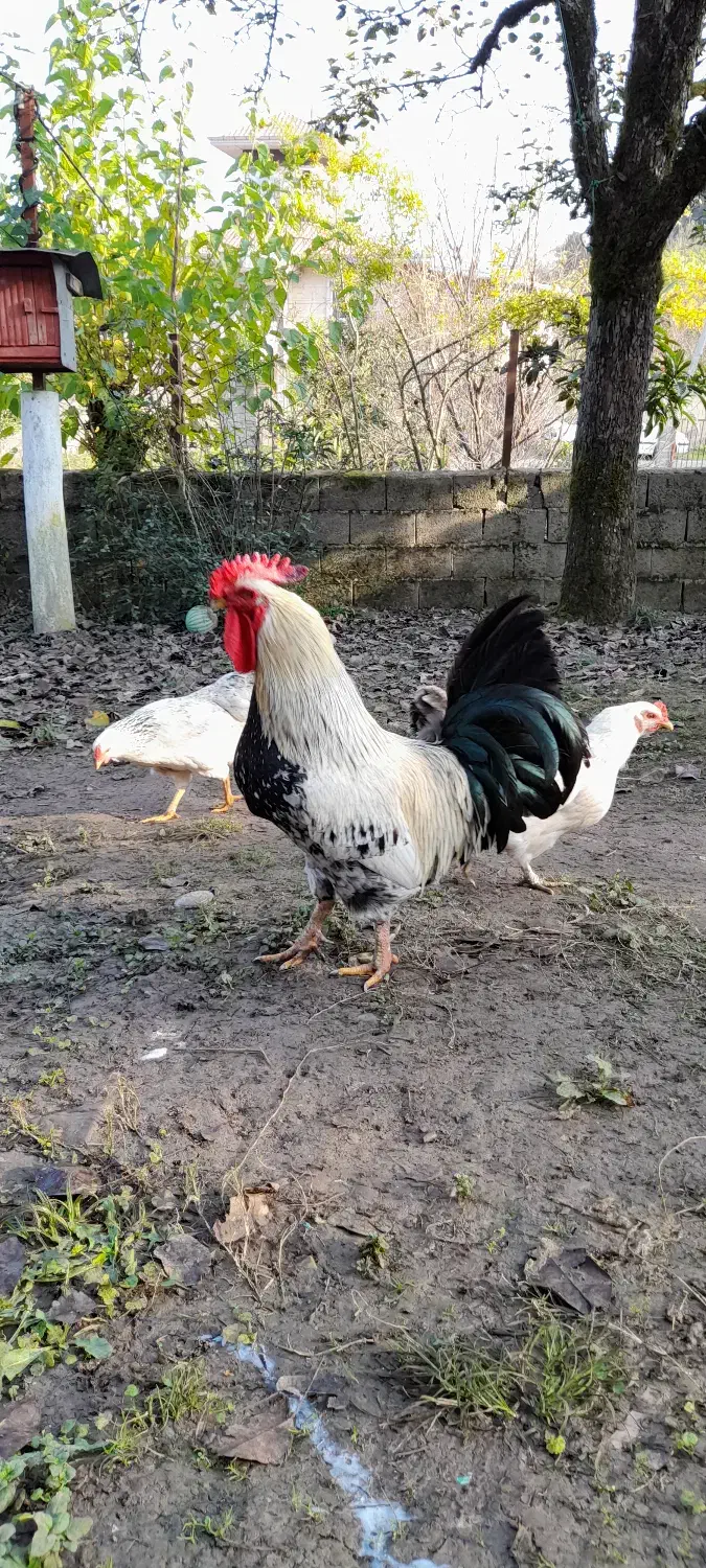 خروس فروشی|حیوانات مزرعه|گوراب زرمیخ, |دیوار