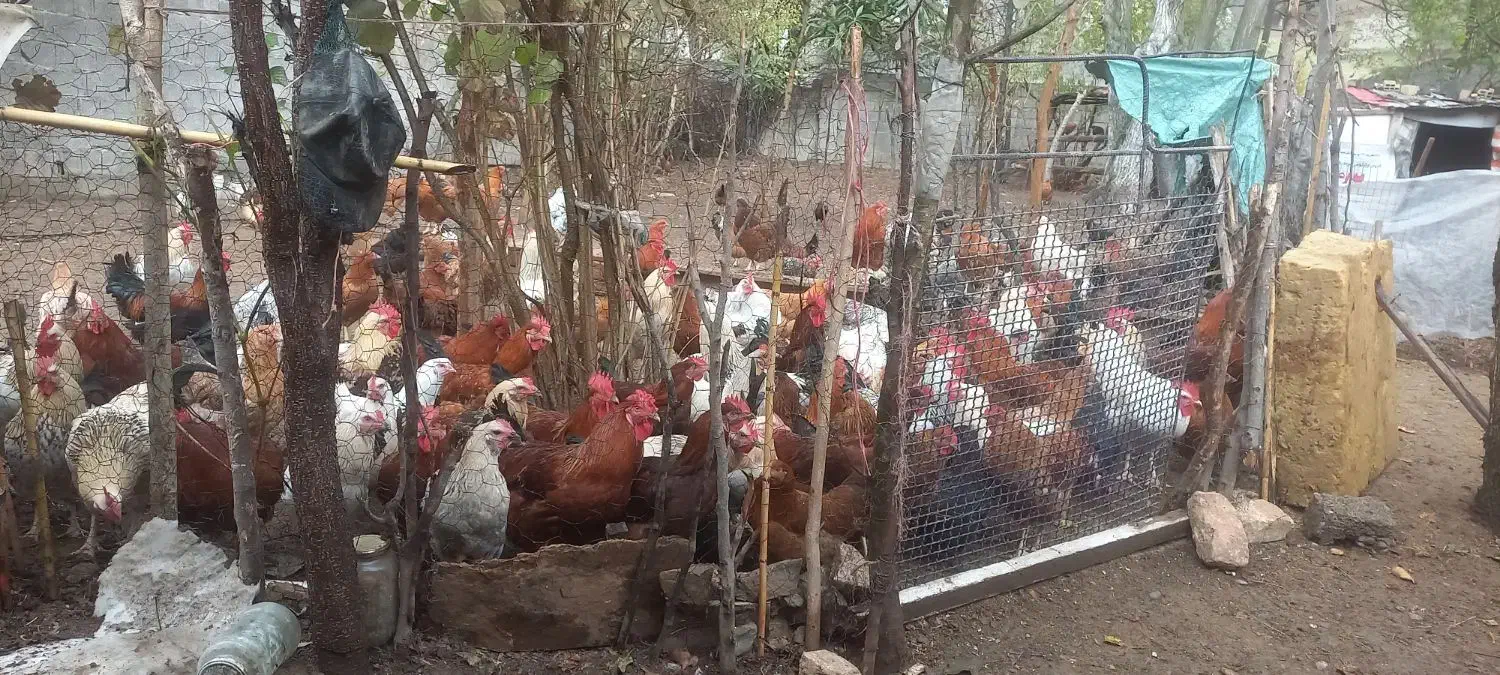 حیوان|حیوانات مزرعه|رستمآباد, |دیوار