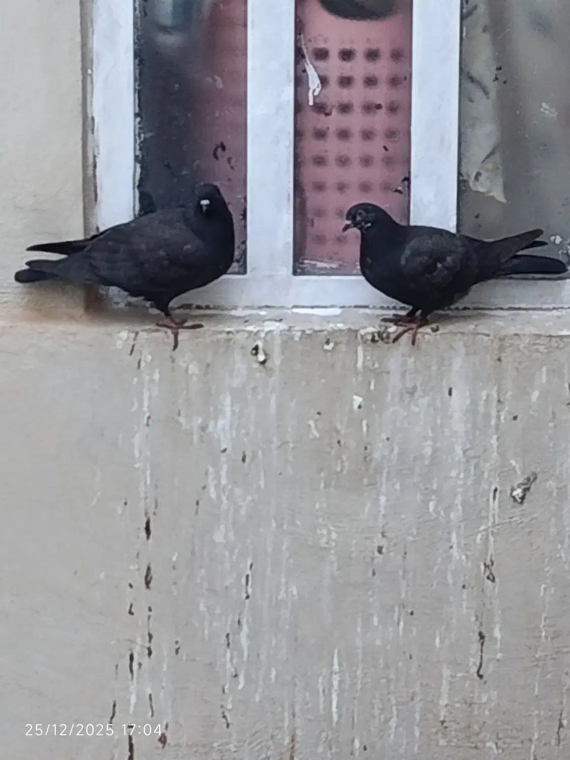 کبوتر|پرنده|یاسوج, |دیوار