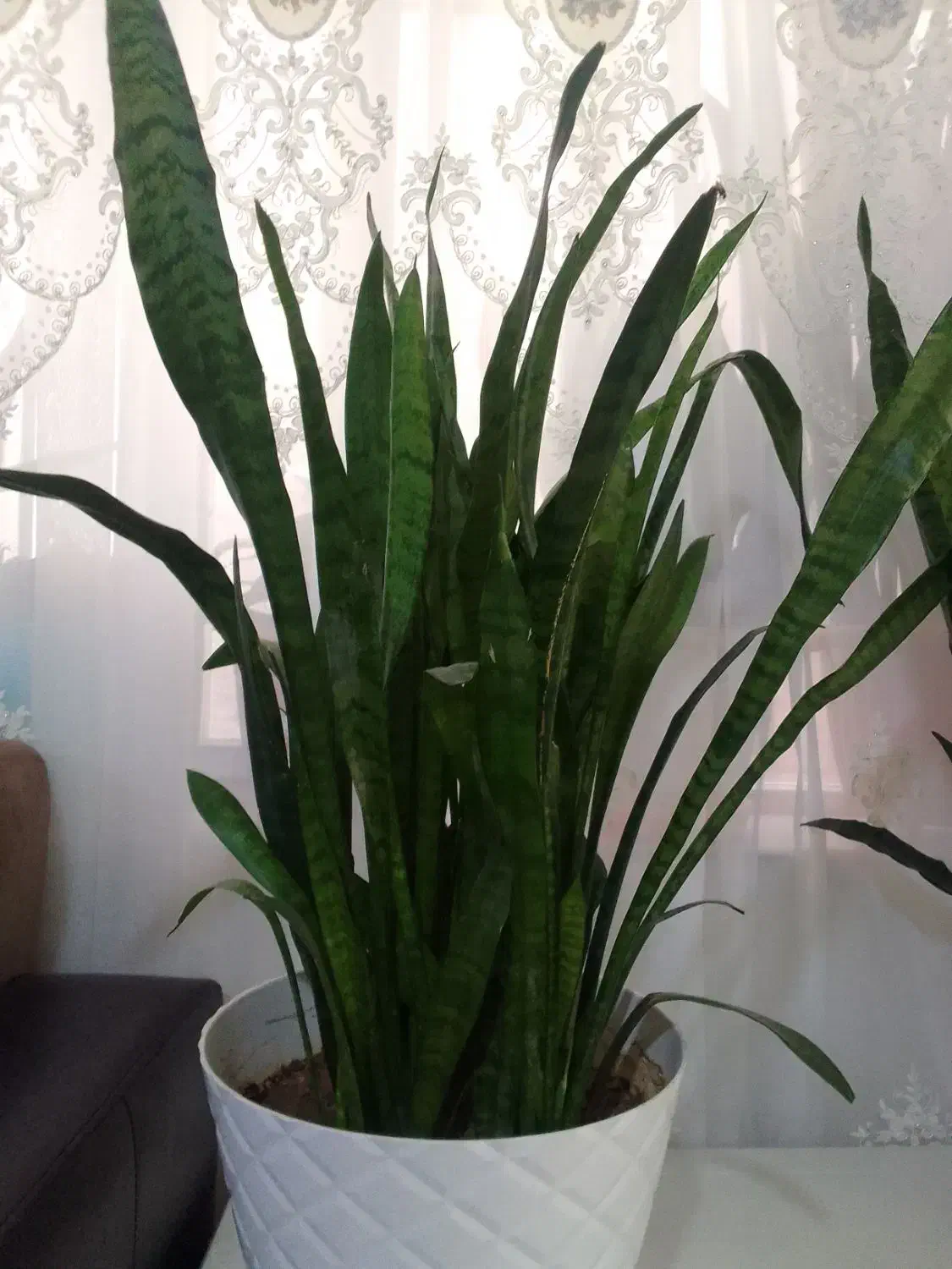 سانسوریا شمشیری سبز|گل و گیاه طبیعی|ارومیه, |دیوار