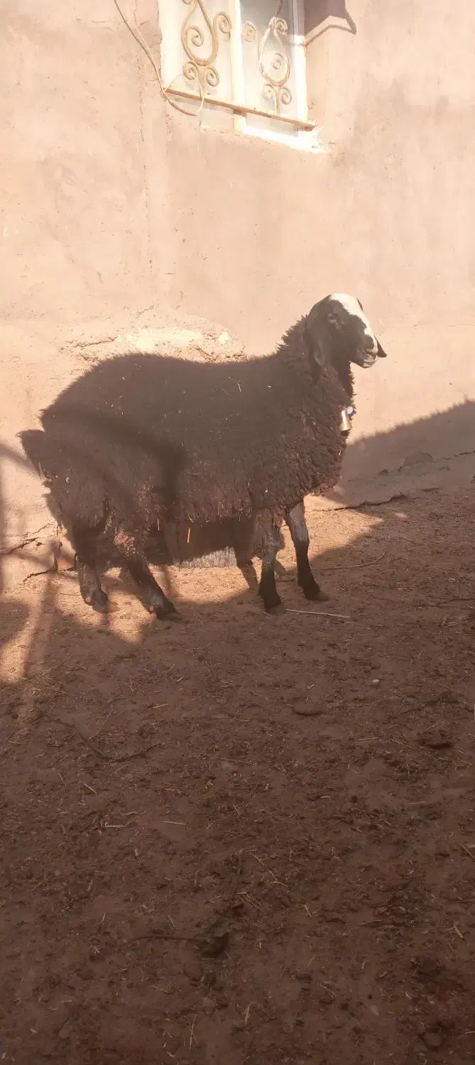 بره قوچ|حیوانات مزرعه|شال, |دیوار