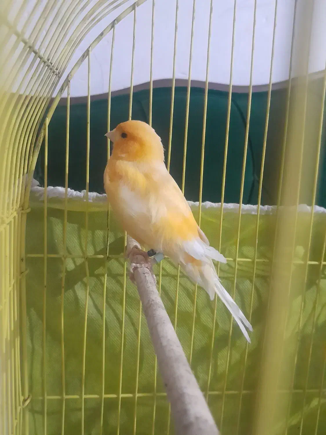 قناری نر|پرنده|گرگان, |دیوار