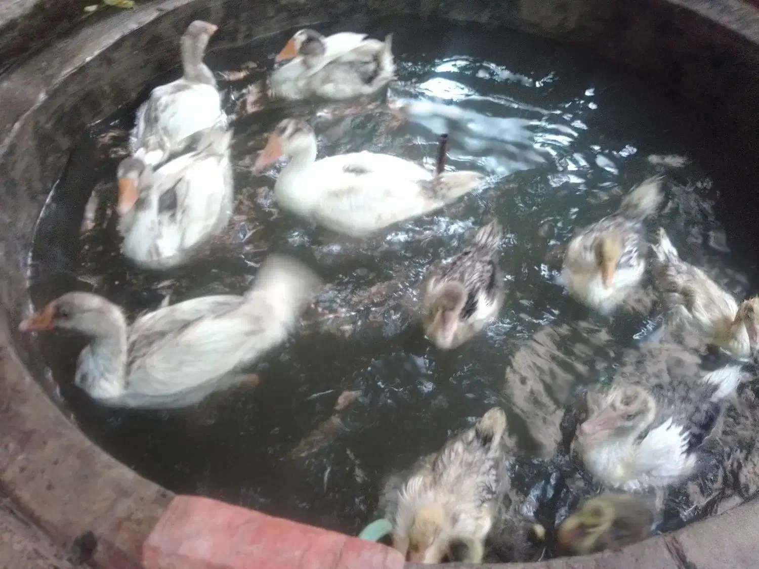 فروش غاز نر و ماده|حیوانات مزرعه|آذرشهر, |دیوار