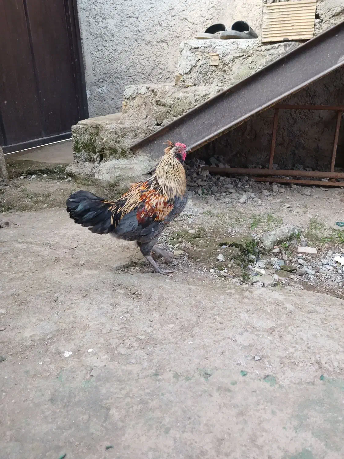 نیمچه گلین لری اصل|حیوانات مزرعه|رشت, حمیدیان|دیوار