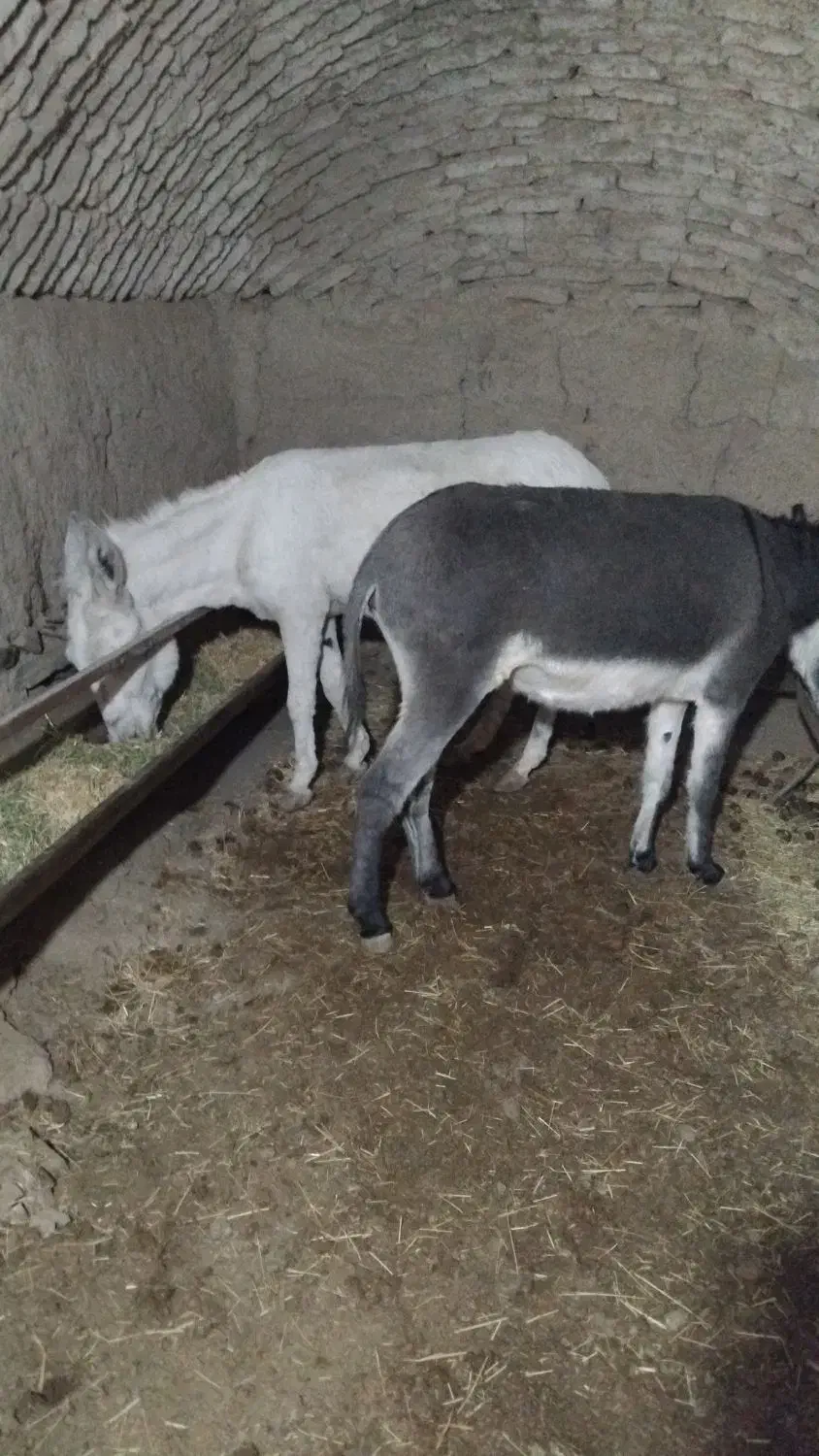 عنبر نسار الاغ|لوازم جانبی حیوانات|اراک, |دیوار