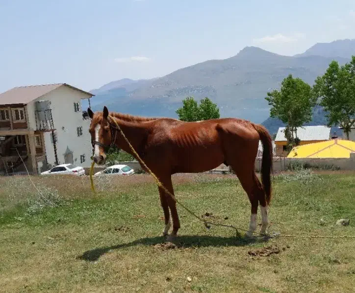 اسب فروشی|اسب و تجهیزات اسب‌سواری|پاکدشت, پاکدشت (مامازند)|دیوار