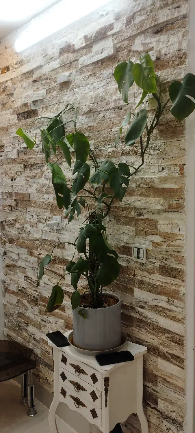 گل گلدان|گل و گیاه طبیعی|تربتحیدریه, رضاشهر|دیوار