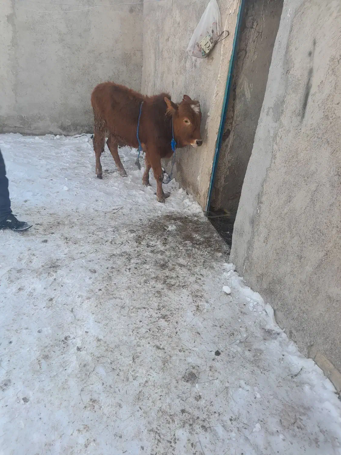 گوساله نر ۴عدد|حیوانات مزرعه|اردبیل, |دیوار