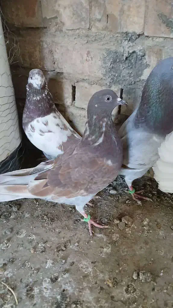 کبوتر تکپر|پرنده|رامیان, |دیوار