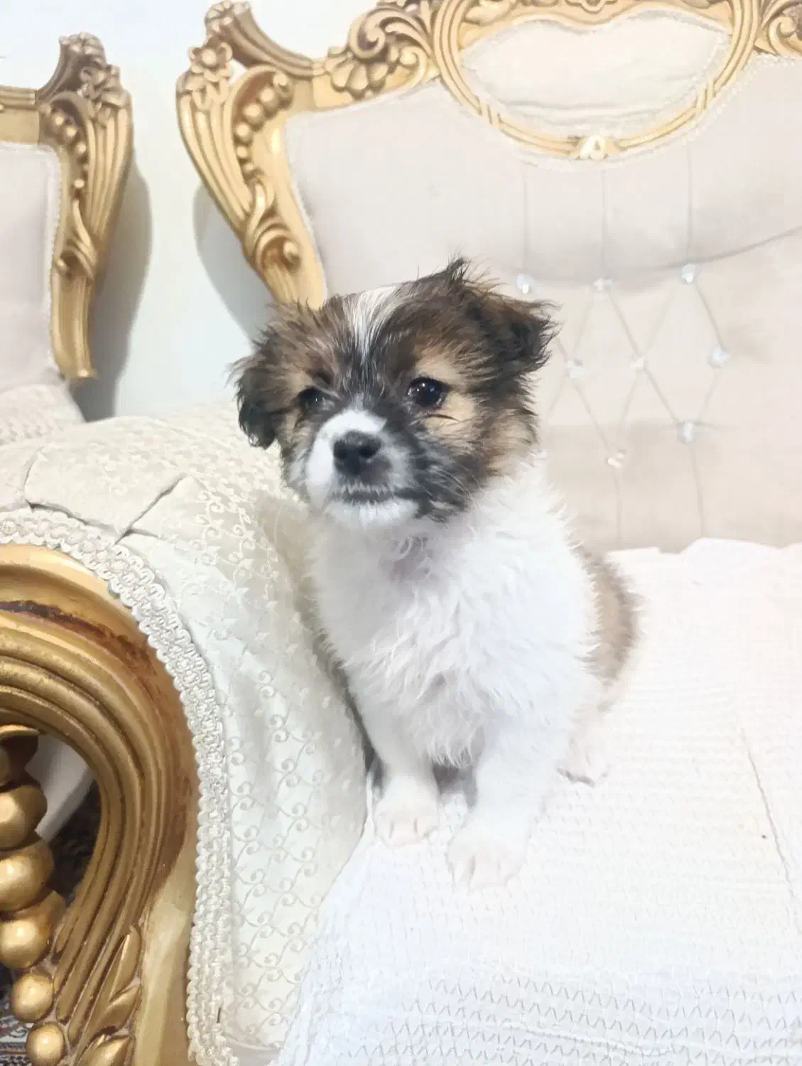 سگ اشپیتز شیتزو|سگ|تهران, فرحزاد|دیوار