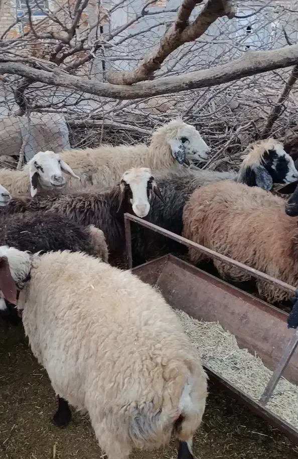 میش داشت|حیوانات مزرعه|لردگان, |دیوار