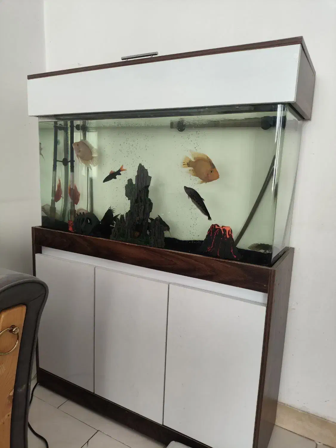 آکواریوم با کلیه وسایل،|ماهی|هشتگرد, شهرک صبا سوله|دیوار