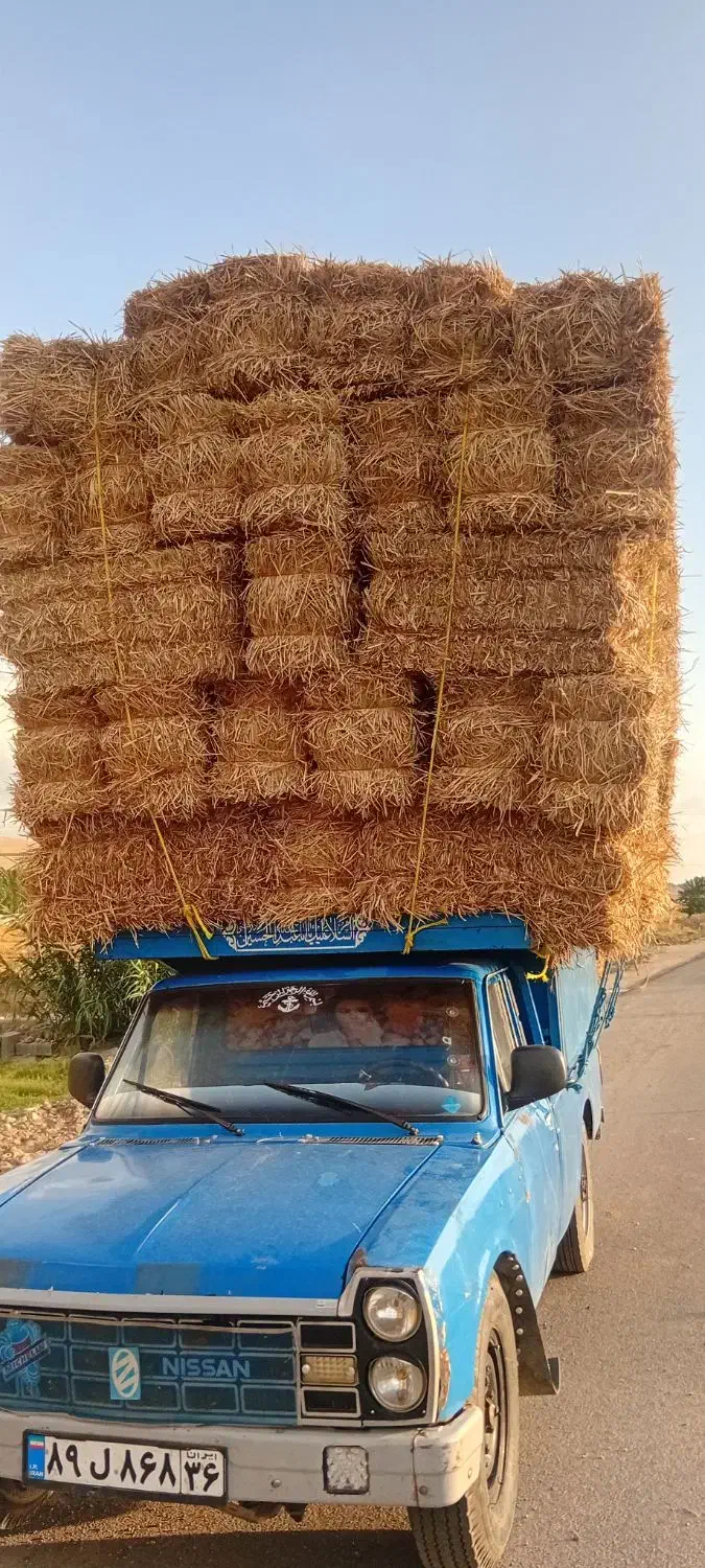 پرس وشالی|لوازم جانبی حیوانات|فیروزه, |دیوار