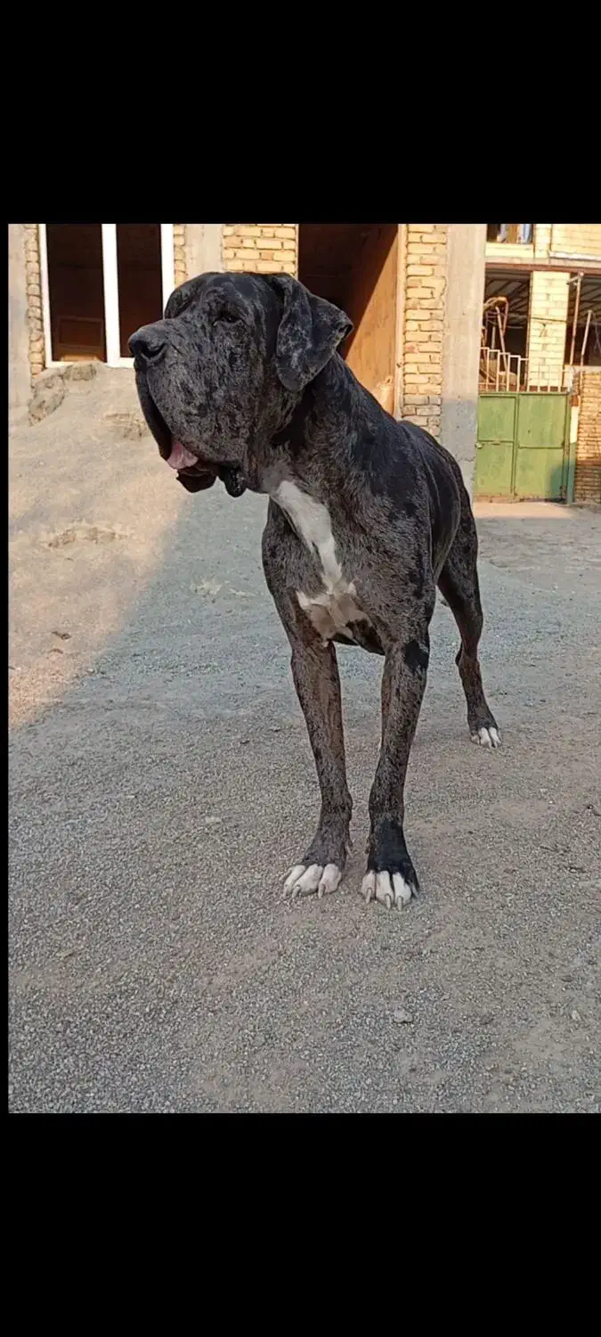 سگ گریدین اصل|سگ|کرمانشاه, |دیوار