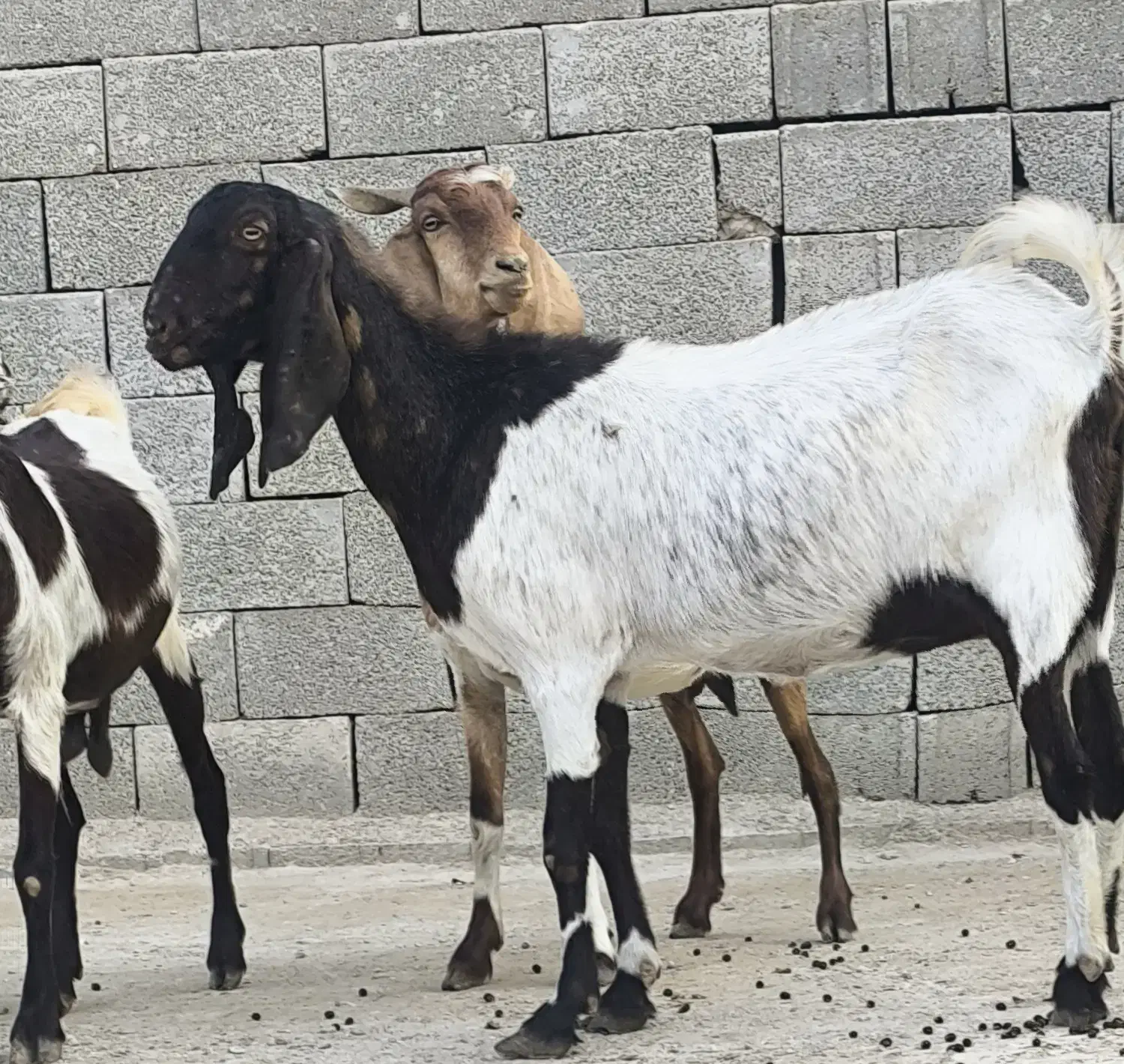 3عدد بز پاکستانی|حیوانات مزرعه|چغادک, |دیوار