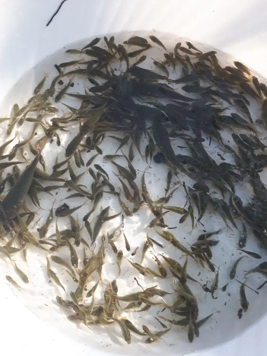 ماهی گرم کپور|ماهی|سنگر, |دیوار