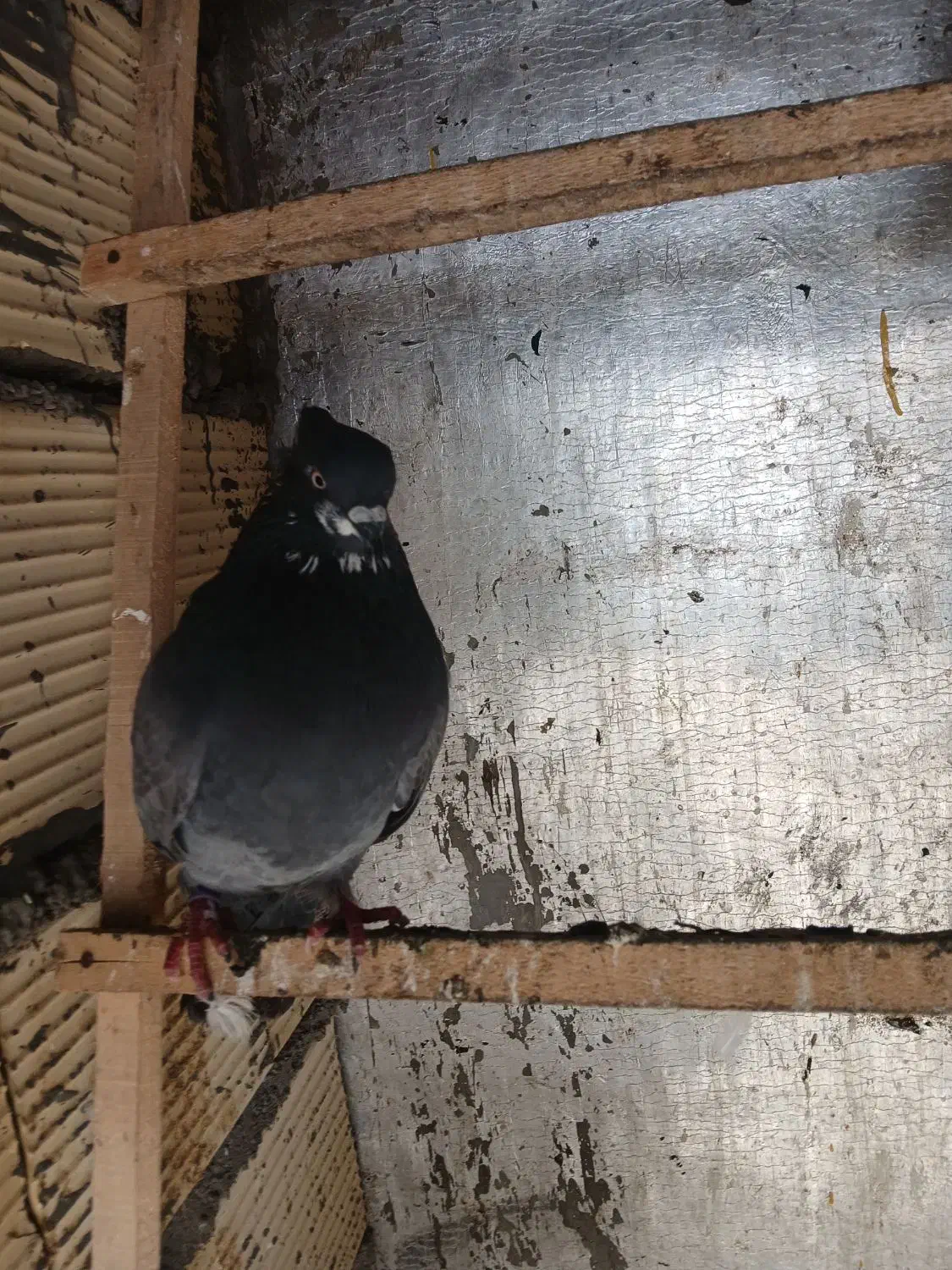 تعدادی کبوتر پرشی|پرنده|لاهیجان, گلستان|دیوار