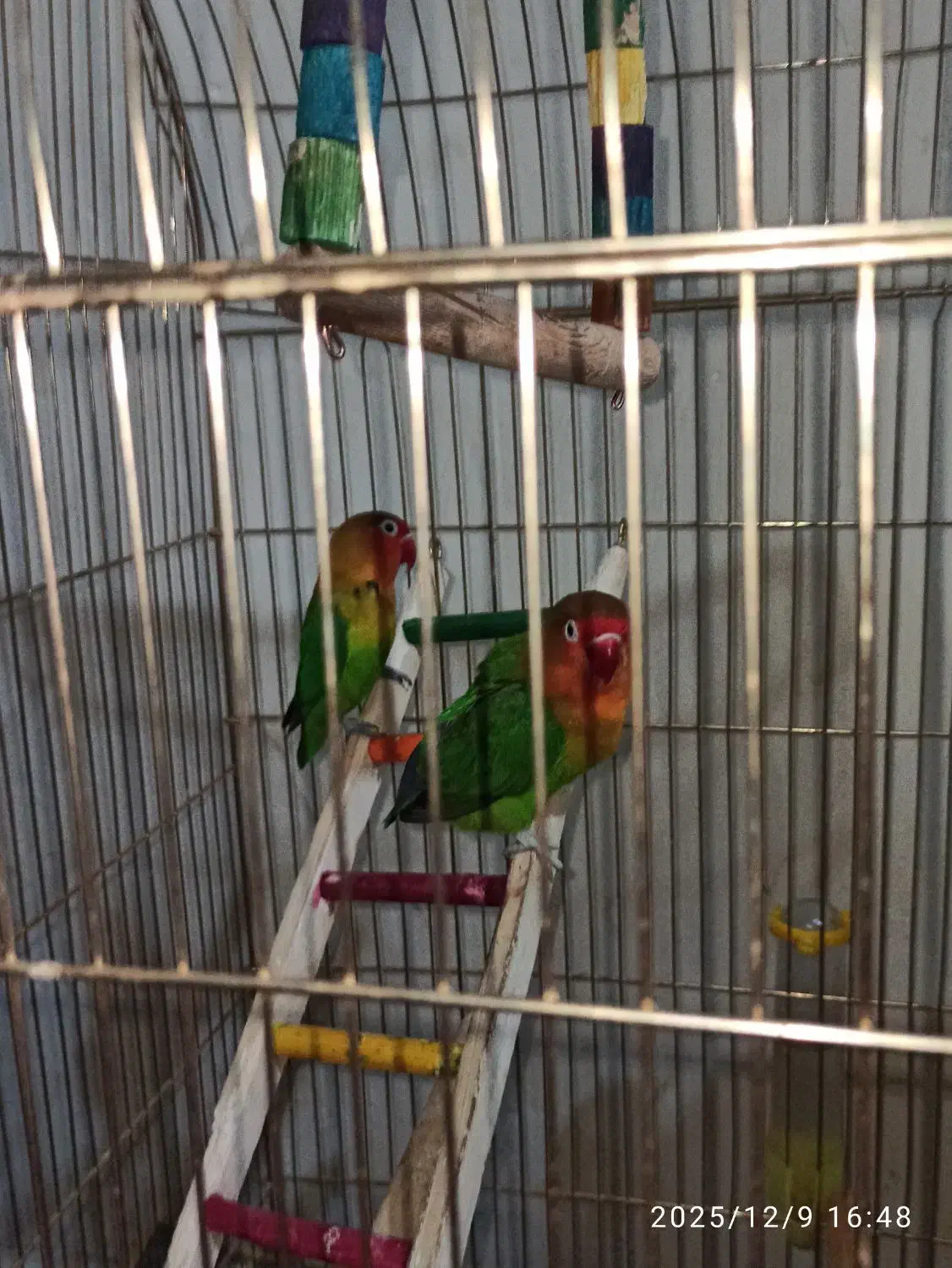 جفت طوطی برزیلی مولد|پرنده|کرمانشاه, |دیوار