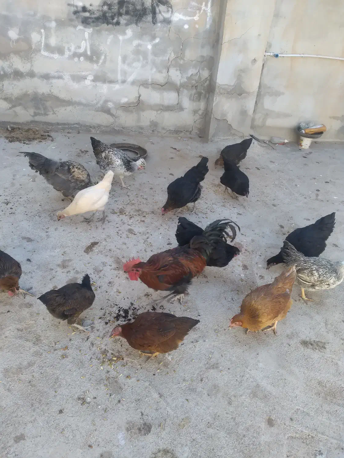 مرغ وخروس|حیوانات مزرعه|ناغان, |دیوار