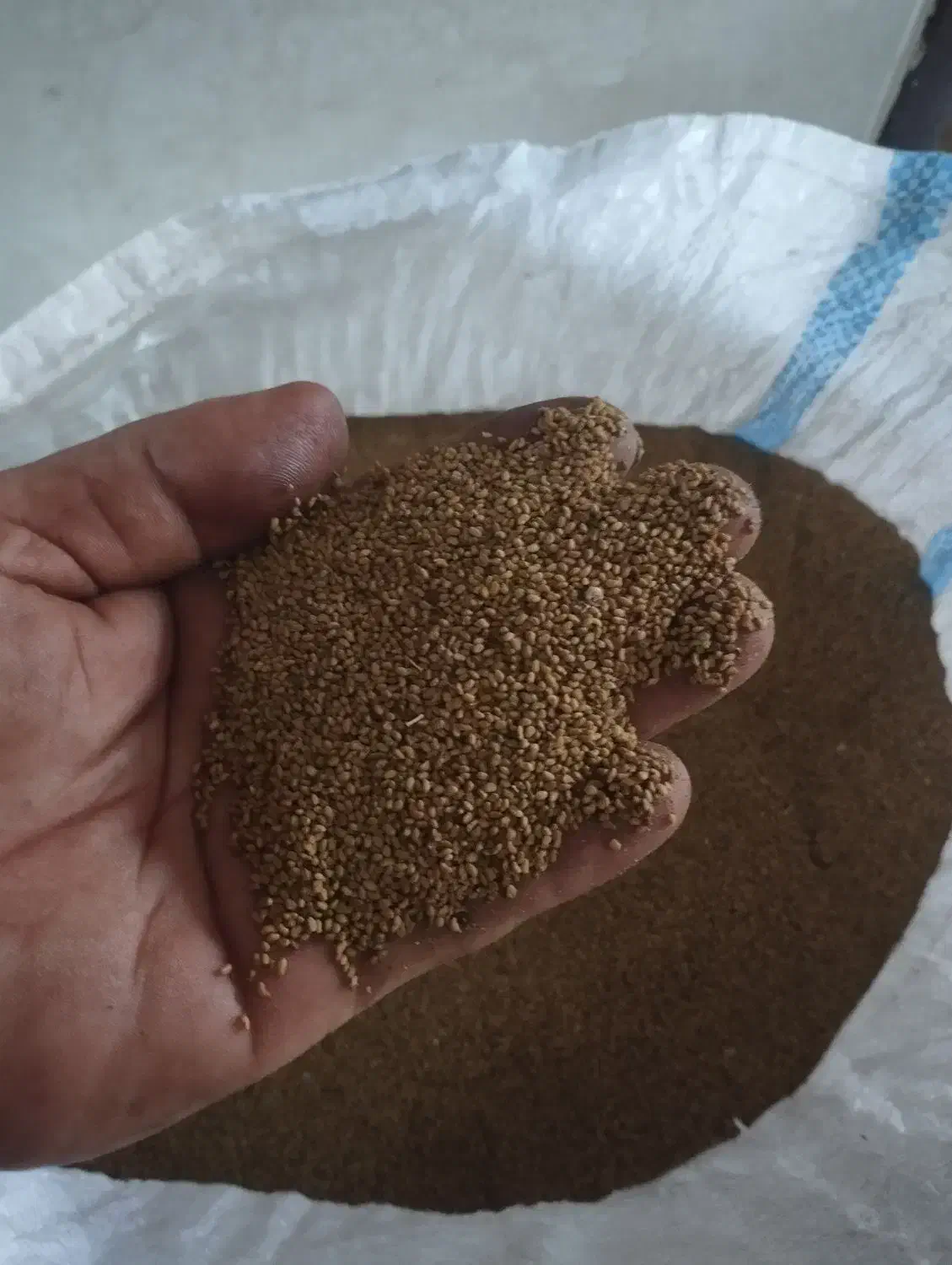 بذر یونجه درجه یک|عمدهفروشی|میان جلگه, |دیوار