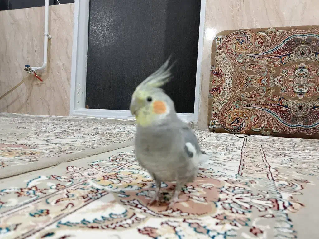 پرنده|پرنده|مریوان, |دیوار