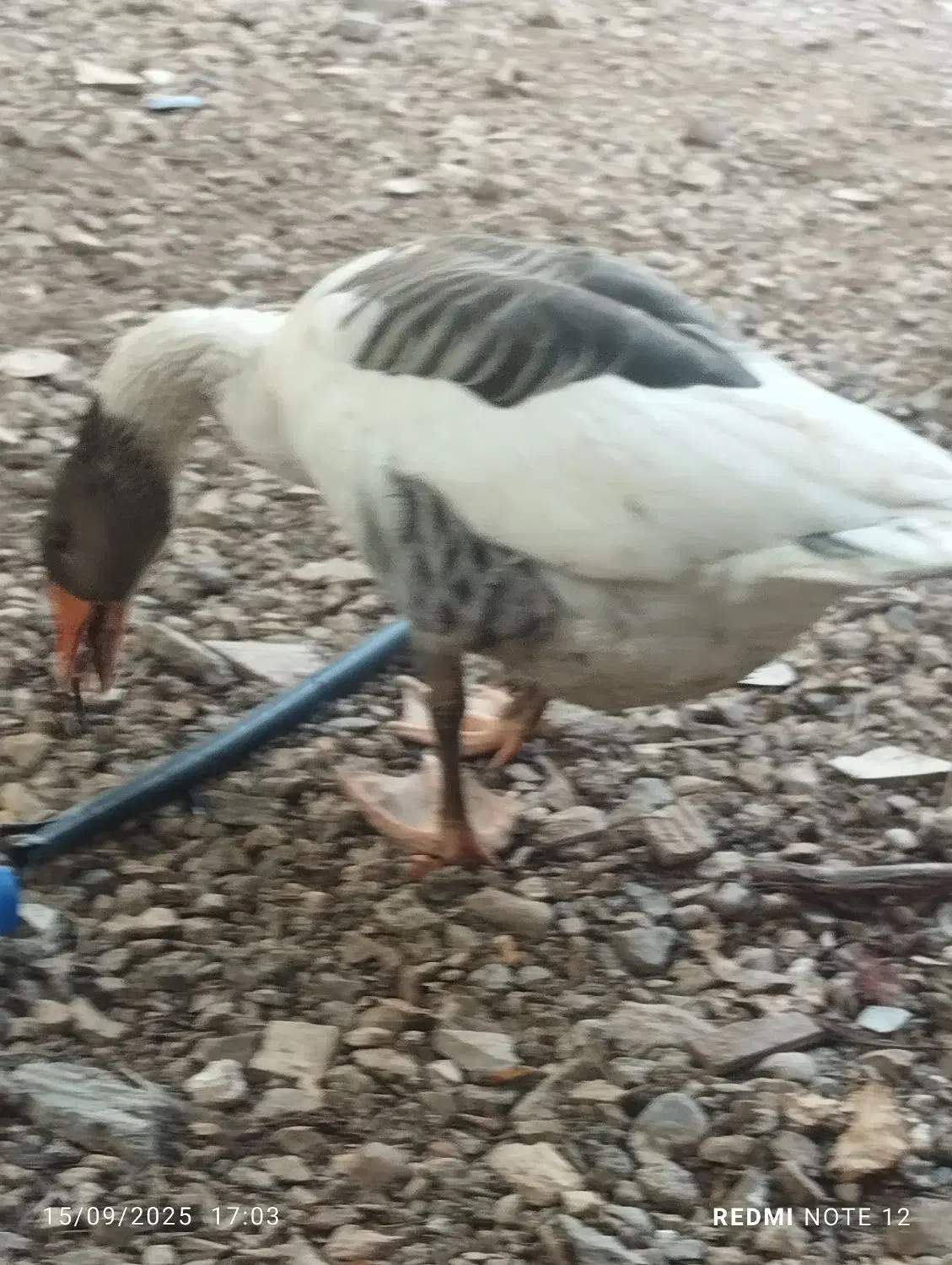 3تا غاز|حیوانات مزرعه|یاسوج, |دیوار