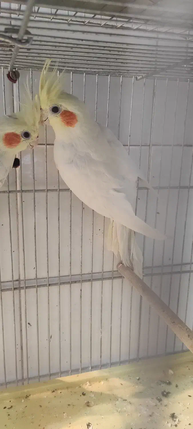 عروس هلندی و مرغ عشق|پرنده|مرودشت, ابوذر شمالی|دیوار