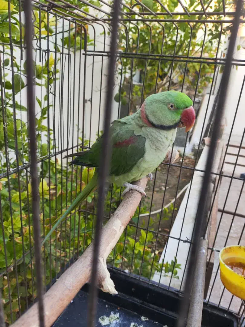 شاه طوطی سخنگو|پرنده|لار, |دیوار