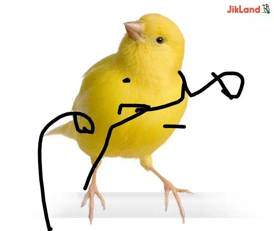 قناری|پرنده|مسجد سلیمان, |دیوار