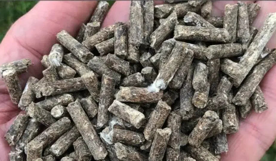 کود مرغ|گل و گیاه طبیعی|شیبکوه (هرمزگان), |دیوار