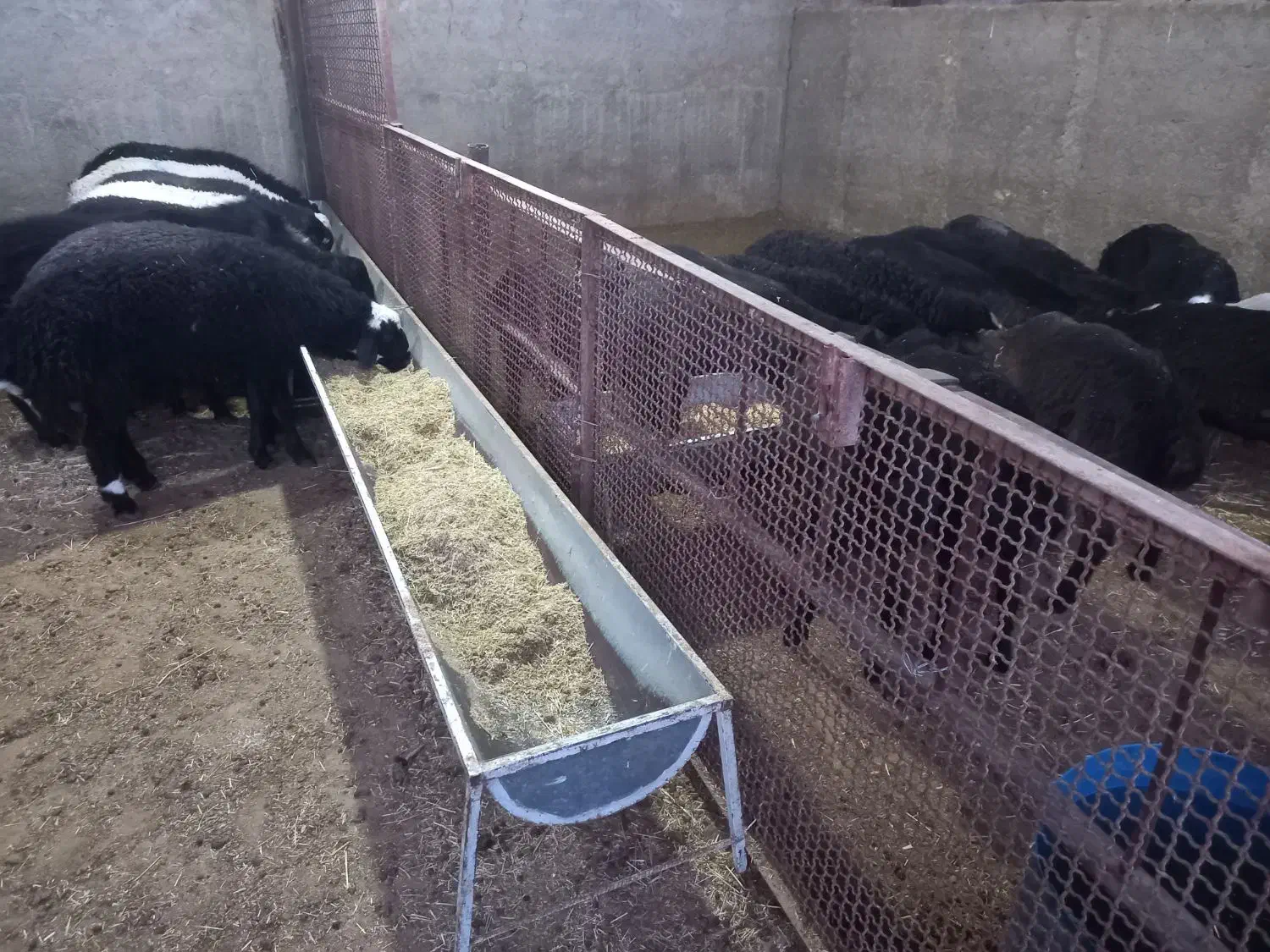 گوسفندزنده|حیوانات مزرعه|کهریزک, |دیوار