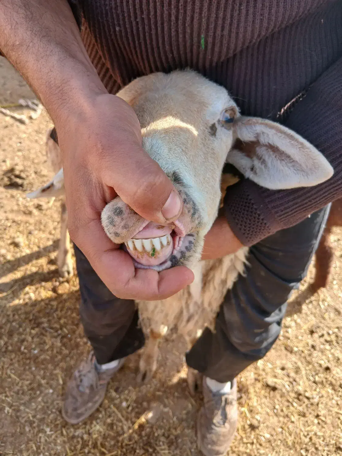 میش زاییده|حیوانات مزرعه|تربت جام, جامرود|دیوار