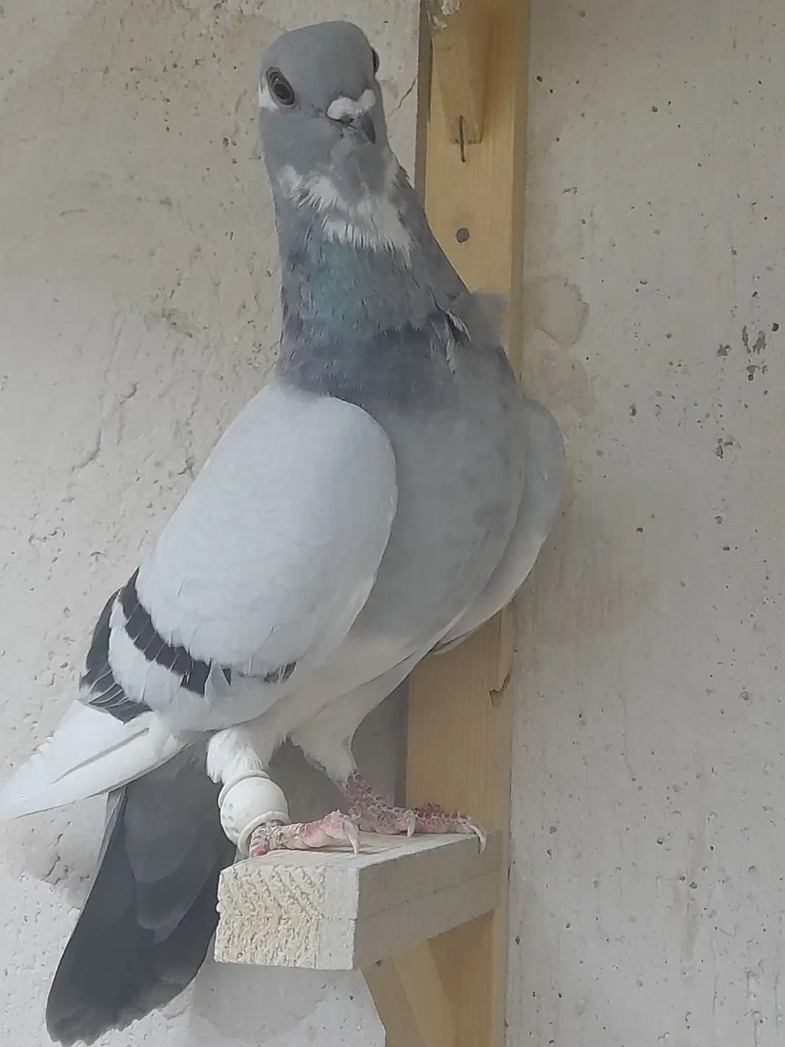 کبوتر ک ف ت ر|حراج|مشهد, محمدآباد|دیوار