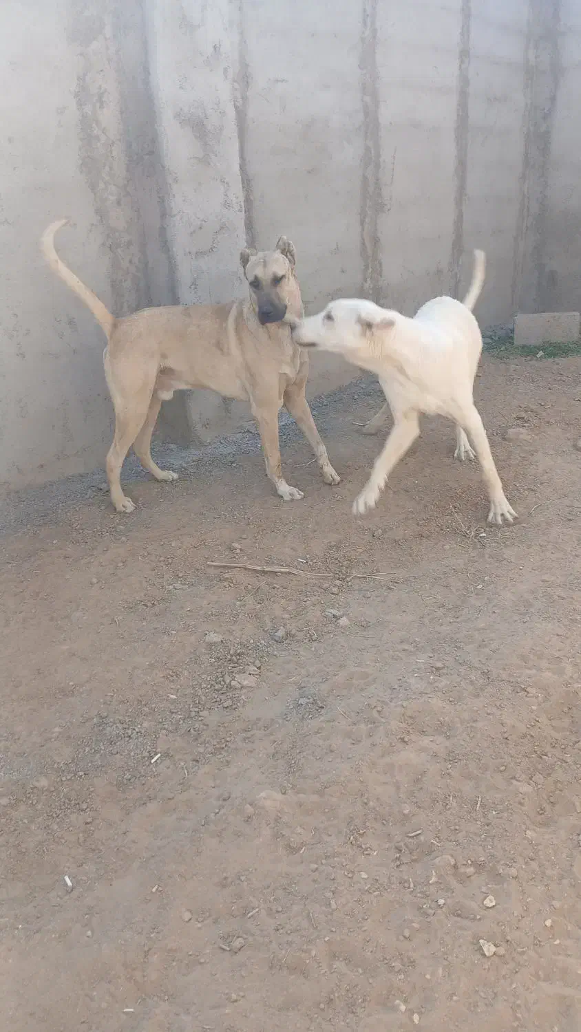 سرابی..نر|سگ|کاشان, راوند|دیوار