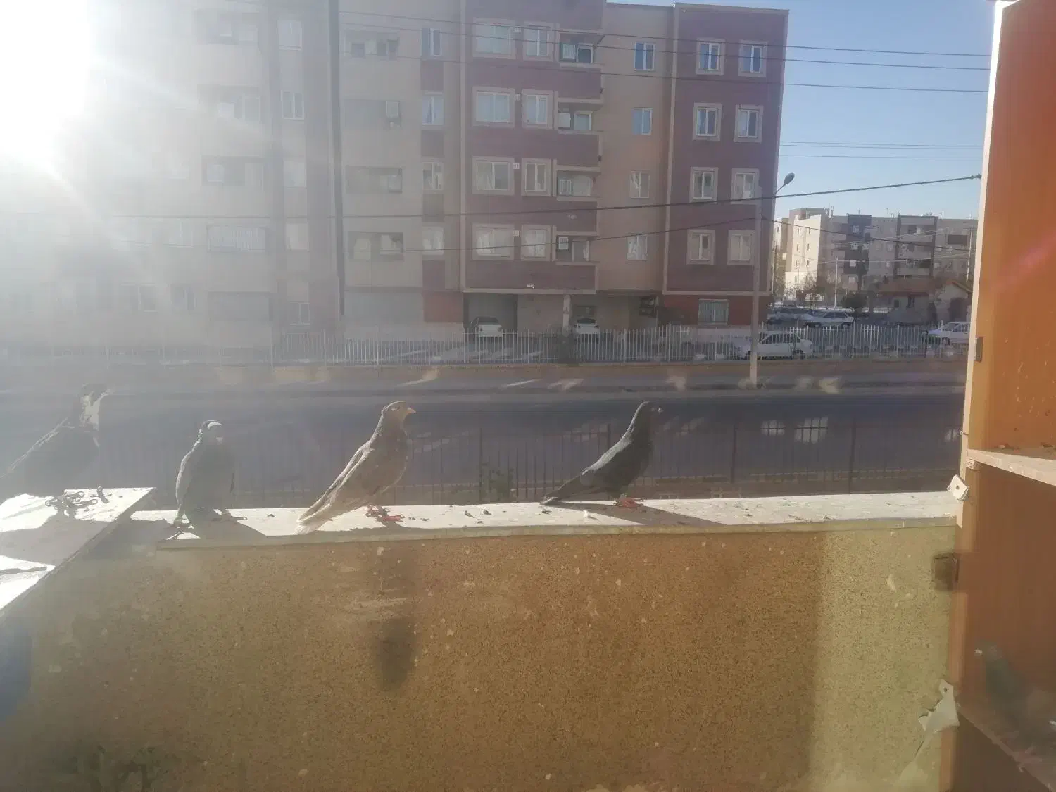 تعدادی پرنده مرغ عشق و...|پرنده|گلبهار, شهر جدید گلبهار|دیوار