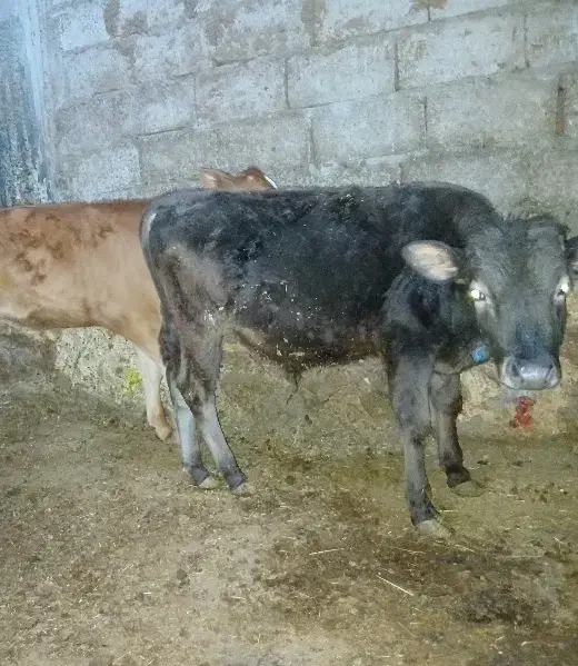 یک راس گوساله نر|حیوانات مزرعه|اهر, |دیوار